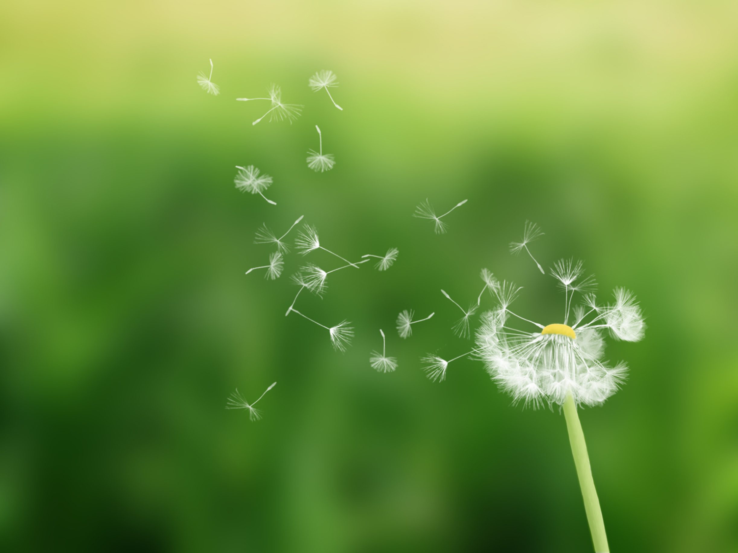 pusteblume